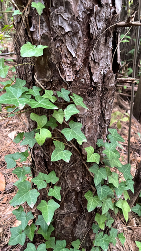 common ivy photograph by the iNaturalist community