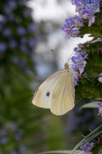 Small White photograph by the iNaturalist community