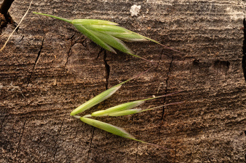 Bromus hordeaceus observed 2026-10-24
