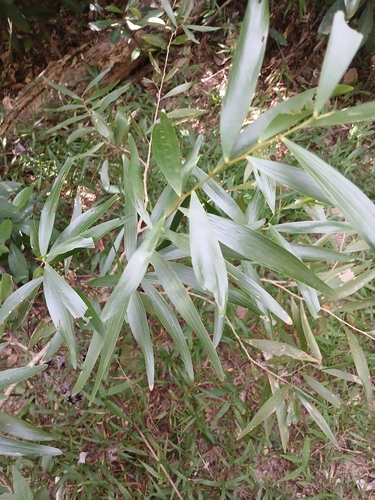 Acacia confusa observed 2026-10-24