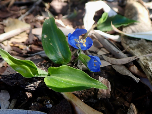 Commelina cyanea observed 2026-10-24