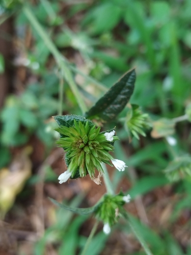 Elephantopus mollis observed 2026-10-23