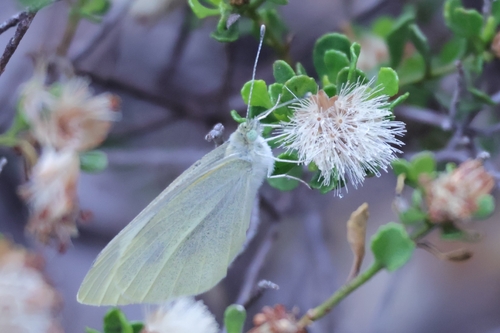 Small White photograph by the iNaturalist community
