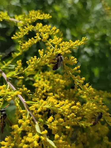 Western Honey Bee photograph by the iNaturalist community