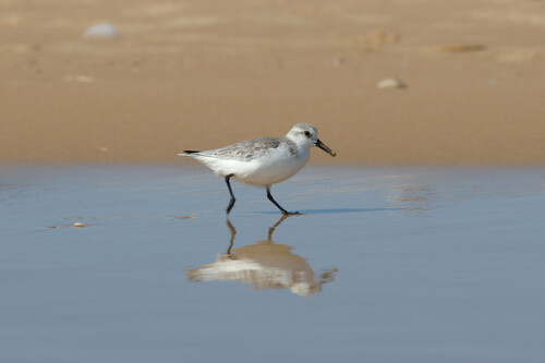 Sanderling photograph by the iNaturalist community