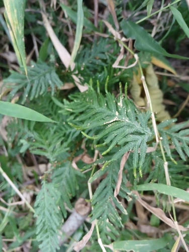 Selaginella delicatula observed 2026-10-24