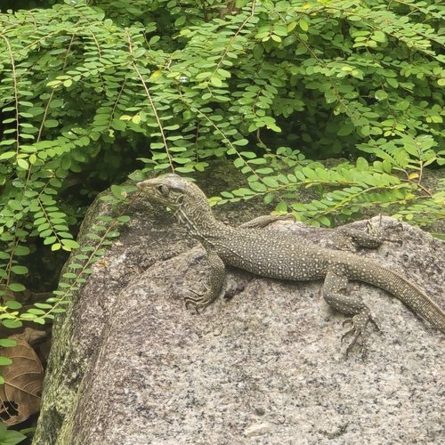 Varanus nebulosus observed 2026-10-24