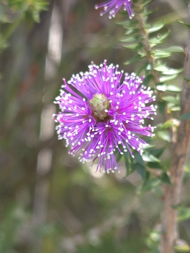 Melaleuca squamea observed 2026-10-24