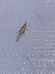 Sylvicola alternatus