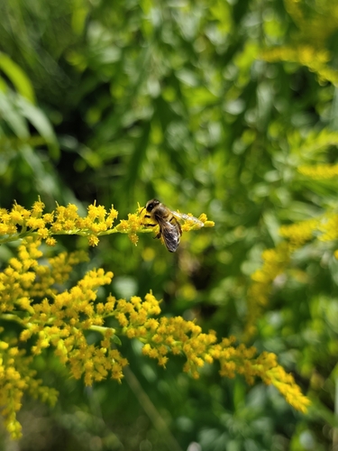 Western Honey Bee photograph by the iNaturalist community