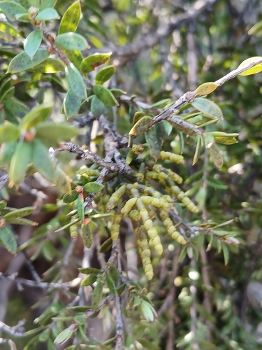 Korthalsella salicornioides observed 2026-10-24