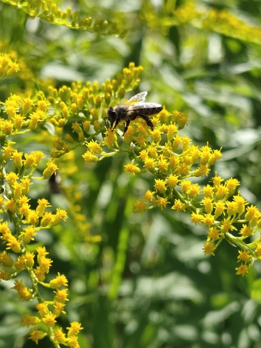 Western Honey Bee photograph by the iNaturalist community