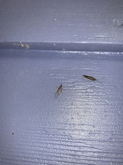 Sylvicola alternatus