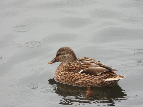 Mallard photograph by the iNaturalist community