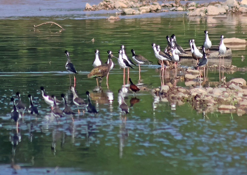 Black-necked Stilt photograph by the iNaturalist community