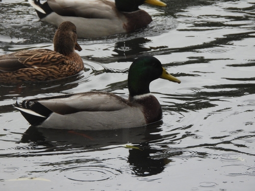 Mallard photograph by the iNaturalist community