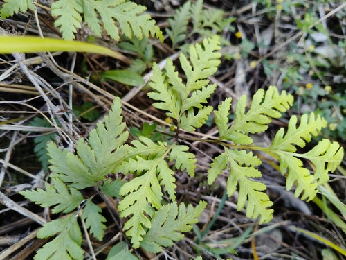 Pteris macilenta observed 2026-10-24