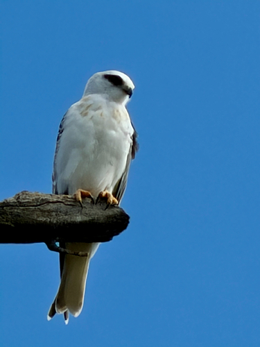 Elanus axillaris, 2026-10-24