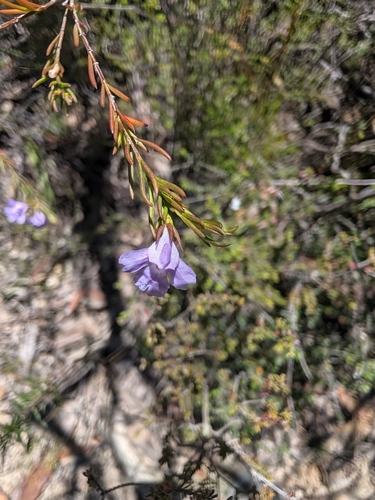 Hemigenia purpurea observed 2026-10-24