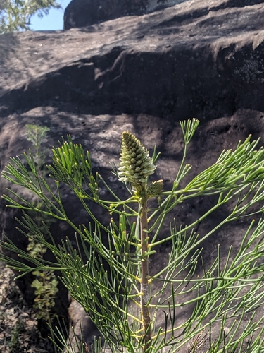 Petrophile pulchella observed 2026-10-24