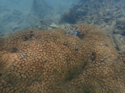 Lobophyllia corymbosa observed 2026-10-22