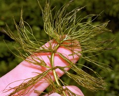 Ceratophyllum echinatum