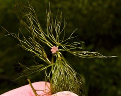 Ceratophyllum echinatum