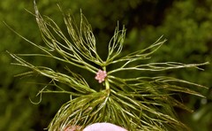 Ceratophyllum echinatum