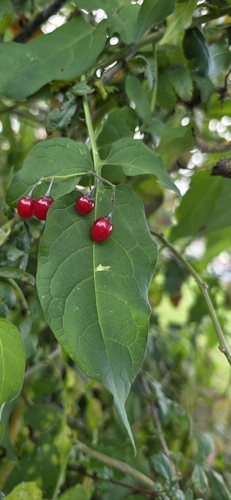 bittersweet nightshade photograph by the iNaturalist community