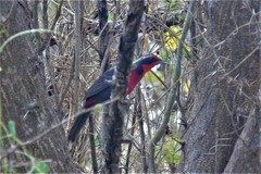 Rhodinocichla rosea