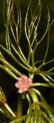 Ceratophyllum echinatum