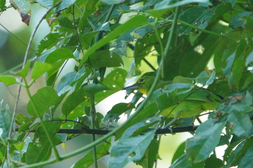 Chloropsis sonnerati observed 2026-08-24