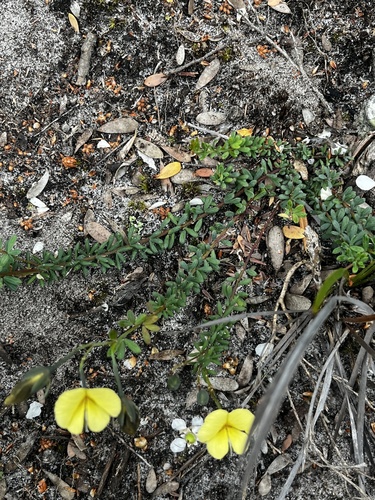 Gompholobium huegelii observed 2026-10-24