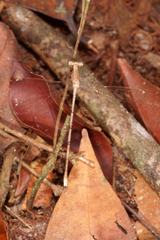 Lestes nodalis