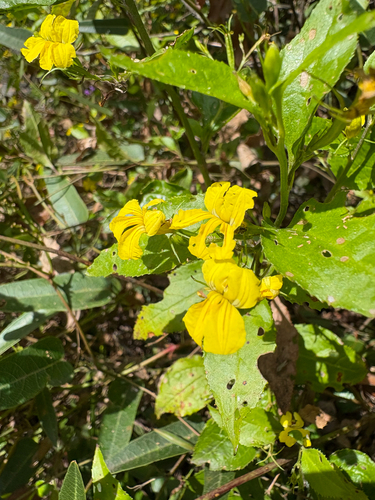 Goodenia ovata observed 2026-10-24