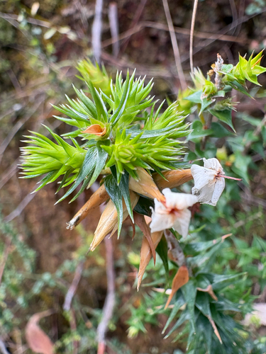 Woollsia pungens observed 2026-10-24