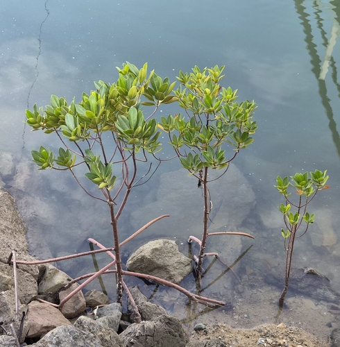Rhizophora mucronata observed 2026-10-24