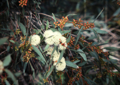 Eucalyptus diversifolia diversifolia