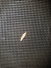 Eucopina tocullionana