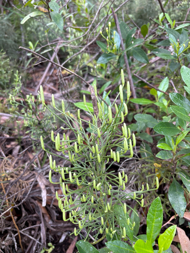 Pseudolycopodium densum observed 2026-10-24