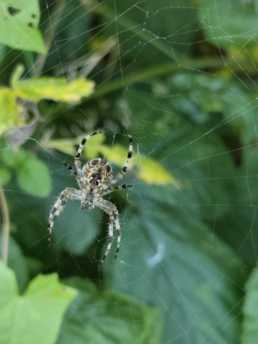 Cross Orbweaver photograph by the iNaturalist community