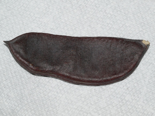 Gymnocladus dioicus, 2026-10-23