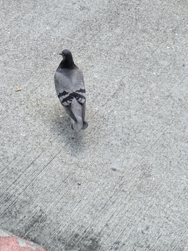 Rock Pigeon photograph by the iNaturalist community