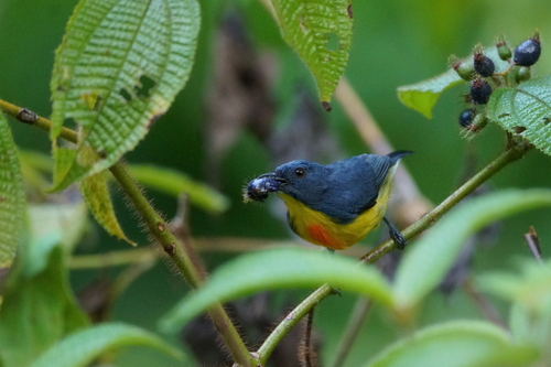 Prionochilus xanthopygius observed 2026-08-24