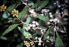 Eucalyptus diversifolia diversifolia