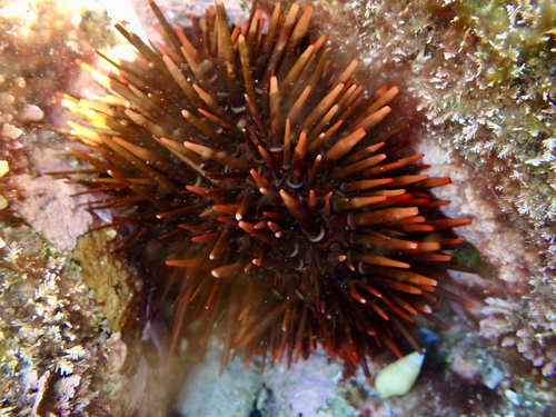 Heliocidaris tuberculata observed 2026-10-24