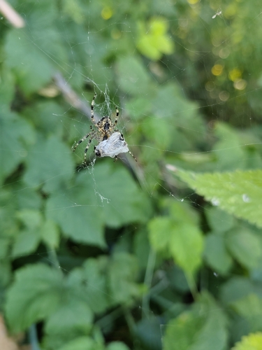 Cross Orbweaver photograph by the iNaturalist community
