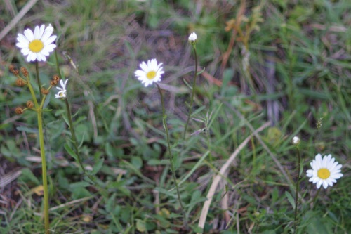oxeye daisy photograph by the iNaturalist community