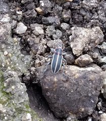 Eudiagogus maryae