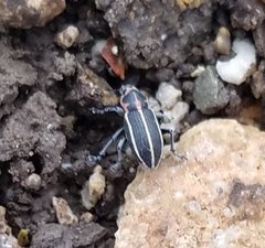 Eudiagogus maryae